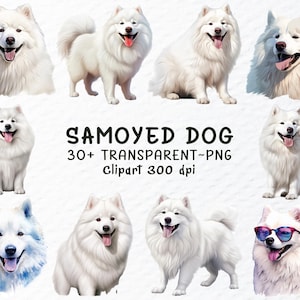 Samojede Hund Png Clipart Bundle | Samojede Aufkleber Png-Dateien, Hunde Png ClipArt, Aquarell Samojede Welpen, Hunderasse Aufkleber Transparente Png-Design