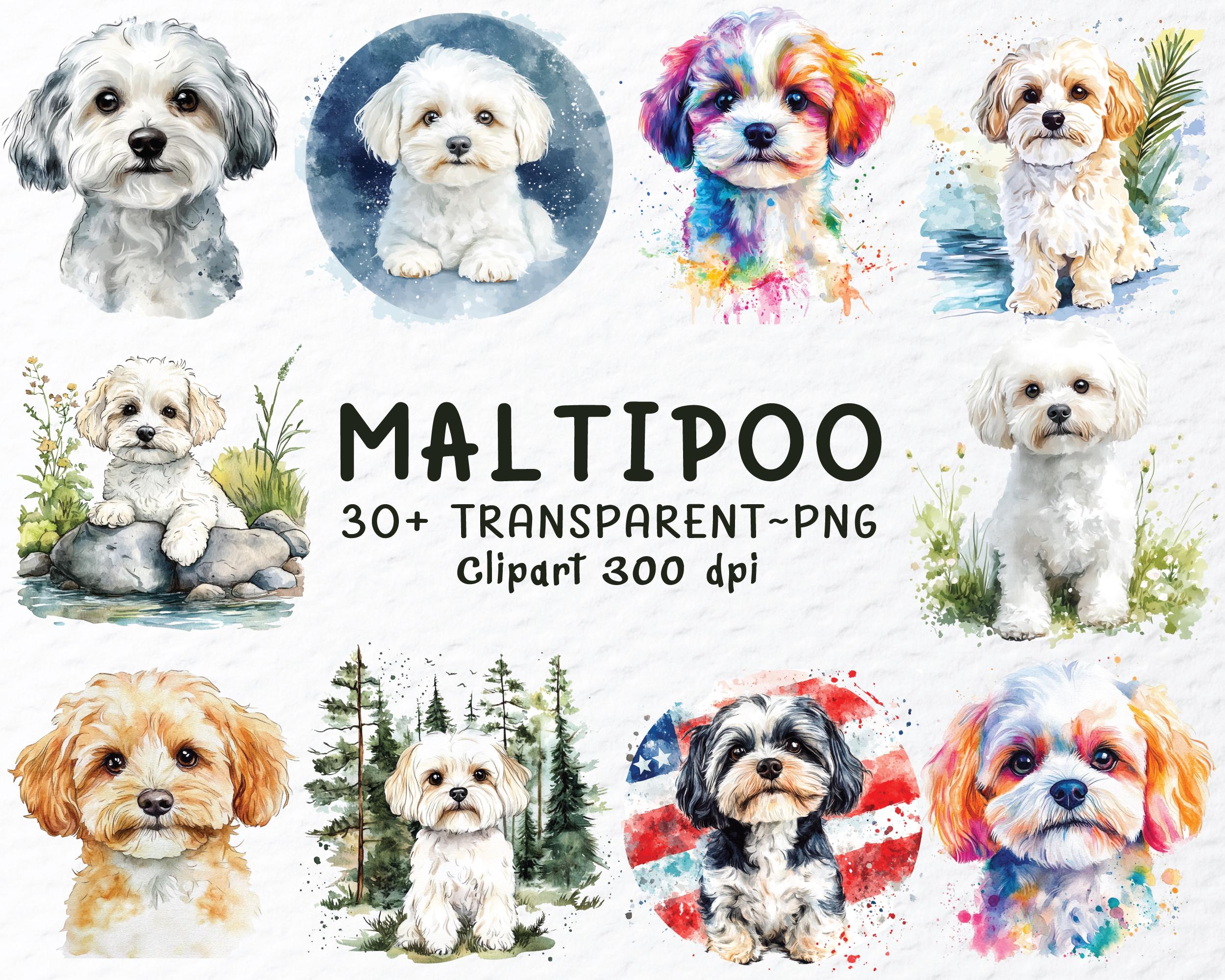 Maltipoo Dog Png Clipart Bundle | Maltipoo Dog Decal, Dogs Png Clip Art ...