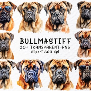 Op de afbeelding: Een digitale illustratie van tien aquarel bullmastiff-honden in verschillende poses. De honden zijn bruin en tan met zwarte neuzen en ogen. Sommige honden dragen een zonnebril. De tekst "BULLMASTIFF 30+ TRANSPARENT-PNG clipart 300 dpi" staat onderaan de afbeelding.