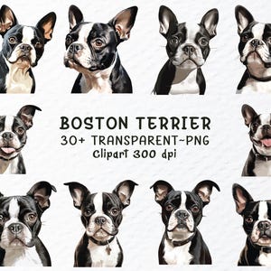 Boston Terrier Dog Png Clipart Bundle | Boston Terrier Png Files, Dogs Png Clip Art, Watercolor Puppy, Dog Breed Decal Transparent, Puppies