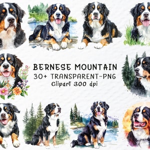 Berner Sennenhund Png Clipart Bundle | Berner Sennenhund Aufkleber Png-Datei, Hunde Png Clipart, Aquarell Welpe, Hunderasse Transparente Png