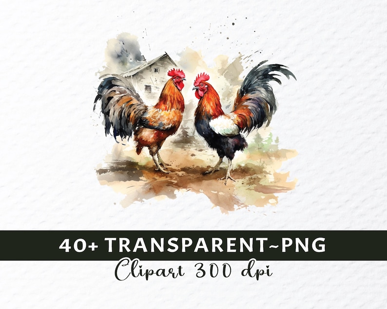 cockfighting png, fighting rooster png, rooster battle png, gamefowl clipart, rooster art png, traditional sport png, vintage rooster png, cultural art png, rooster illustration, fighting cock png, rural tradition png, farm rooster png, heritage art png, rooster design png, classic rooster png, animal illustration, folklore art png, rustic rooster png, rooster symbol png, old sport art png