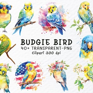 Aquarell Wellensittich Vogel Png Clipart Bundle, Wellensittich Vogel Png-Dateien, Tier Clipart Png, Kinderzimmer Kunst, Wellensittich Vogel Abziehbild Transparente Sublimation