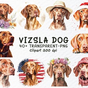Vizsla Hund Png Clipart Bundle, Vizsla Hund Svpng-Dateien, Vizsla Hunde Aufkleber Clip Art, Aquarell Welpen Clipart, Aquarell Vizsla Transparent