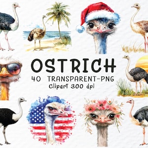 Pacote de Clipart de Avestruz PNG, Arquivo de Avestruz PNG em Aquarela, Clipart de Animal, Clipart de Pássaro Engraçado PNG, Adesivo de Avestruz, Clipart de Pássaro Transparente PNG