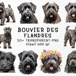 Lot de cliparts PNG Bouvier des Flandres | Fichiers Png chiots, clipart chiens, chiot aquarelle, sticker race de chien Png transparent Design Art