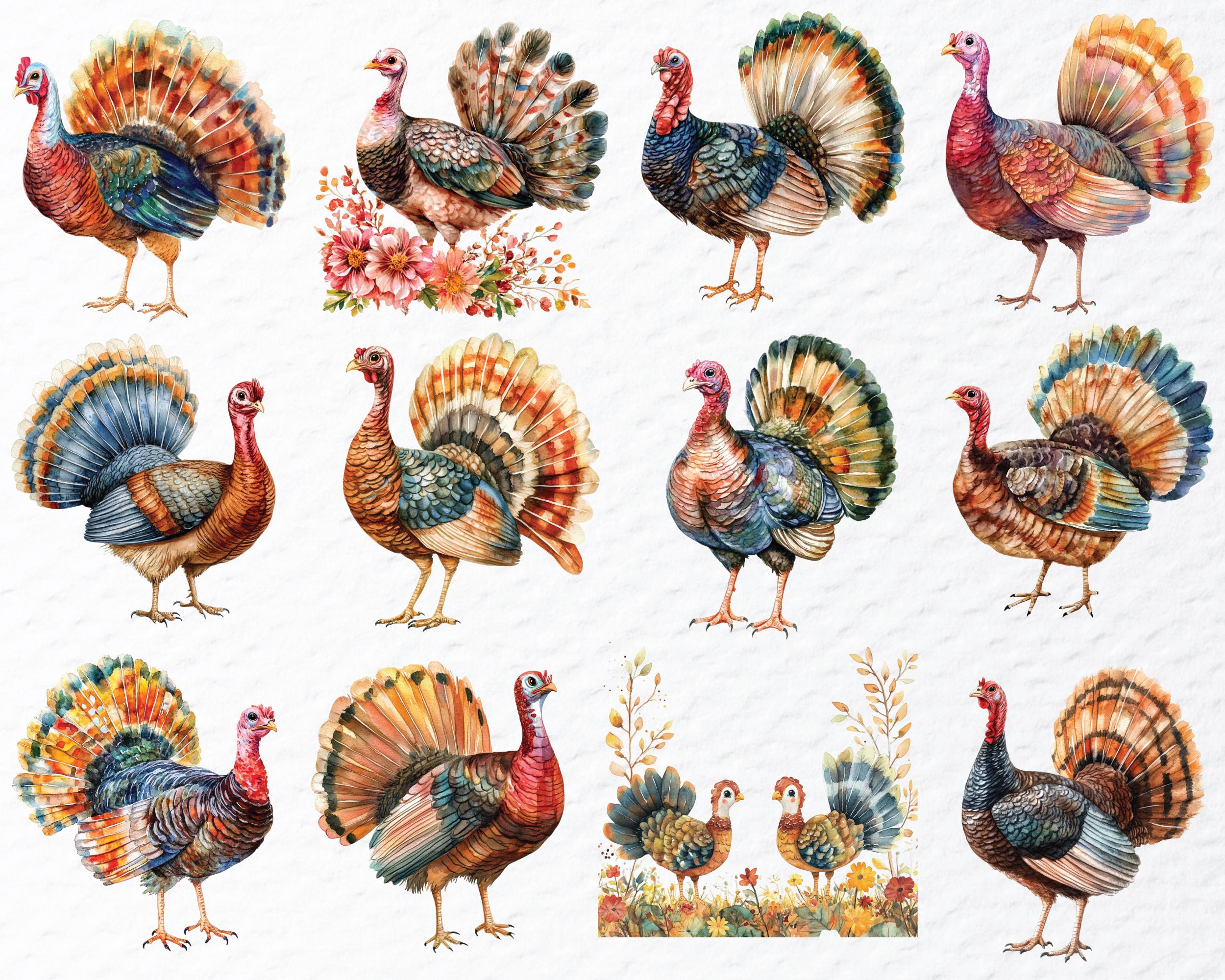 Watercolor Turkey Clipart Set: Thanksgiving Autumn PNG (digital ...