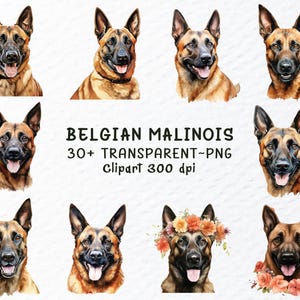 May include: A digital illustration of a Belgian Malinois dog in various poses. The dog is depicted in a watercolor style with a brown and black coat. The image includes the text "BELGIAN MALINOIS 30+ TRANSPARENT - PNG Clipart 300 dpi".