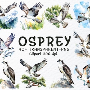 Osprey Png Clipart Bundle, Watercolor Osprey Png File, Flying Ospreys Clipart Png,  Hunting Bird, Osprey Decal, Transparent Bird Clipart Png