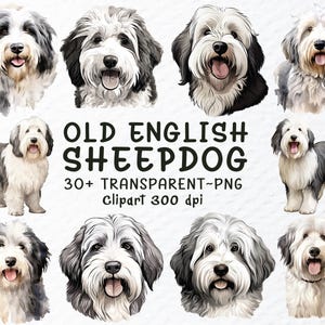 Alter Englischer Schäferhund Hund Png Clipart Bundle | Alter englischer Schäferhund Png-Datei, Hunde Png ClipArt, Aquarell Welpe, Hunderasse Aufkleber Transparent