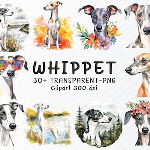 Lot de cliparts PNG pour chien Whippet | Sticker chien whippet | Clipart Chien Png | Clipart chiot Whippet à l'aquarelle | Race de chien png transparent