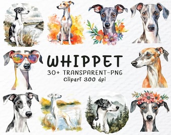 Watercolor Whippet Dog Clipart Bundle: Transparent PNG Design (Digital Download)