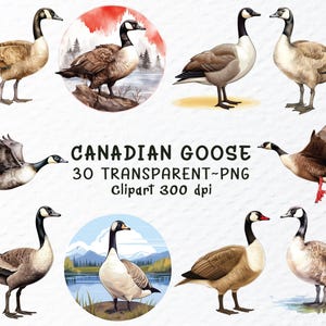 Watercolor Canadian Goose Png Clipart Bundle | Canadian Goose Png Files, Wild Canada Goose Png, Canadian Goose Decal Transparent Sublimation
