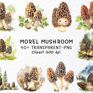 May include: Watercolor illustrations of morel mushrooms in various arrangements. The mushrooms have a distinctive honeycomb texture and are depicted with natural colors and details. The image includes text that reads "MOREL MUSHROOM 40+ TRANSPARENT~PNG Clipart 300 dpi."