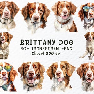 Brittany Spaniel Cane Png Clipart / Brittany Cane Png File, Cani Decal Clip Art, Acquerello Cucciolo Clipart, Acquerello Brittany Trasparente Png