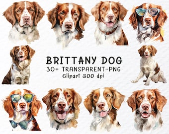 Aquarel Bretagne Spaniel hond clipart: transparante png-bestanden (digitale download)