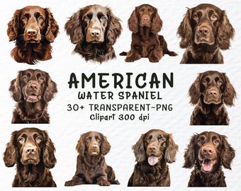 American Water Spaniel Clipart Bundle: Watercolor Puppy PNG (Digital Download)