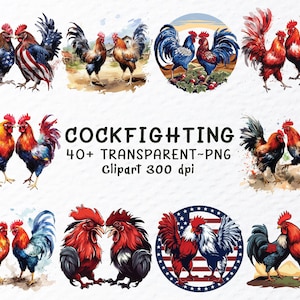 Puede incluir: Ilustraciones de acuarela de gallos en varias poses y combinaciones de colores. Algunos gallos presentan diseños patrióticos con motivos de banderas. Se muestra el texto "COCKFIGHTING", junto con "40+ TRANSPARENT~PNG Clipart 300 dpi".