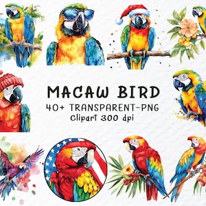 Ensemble de cliparts PNG | Fichiers PNG aquarelle oiseau ara | Clipart Animaux De La Forêt | Sticker oiseau ara, clipart oiseau transparent