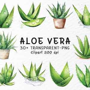 Aloe Vera Png Clipart Bundle | Watercolor Aloe Vera Png Files | Decal Transparent Sublimation, Succulent Clipart, House Plant, Aloe Greenery
