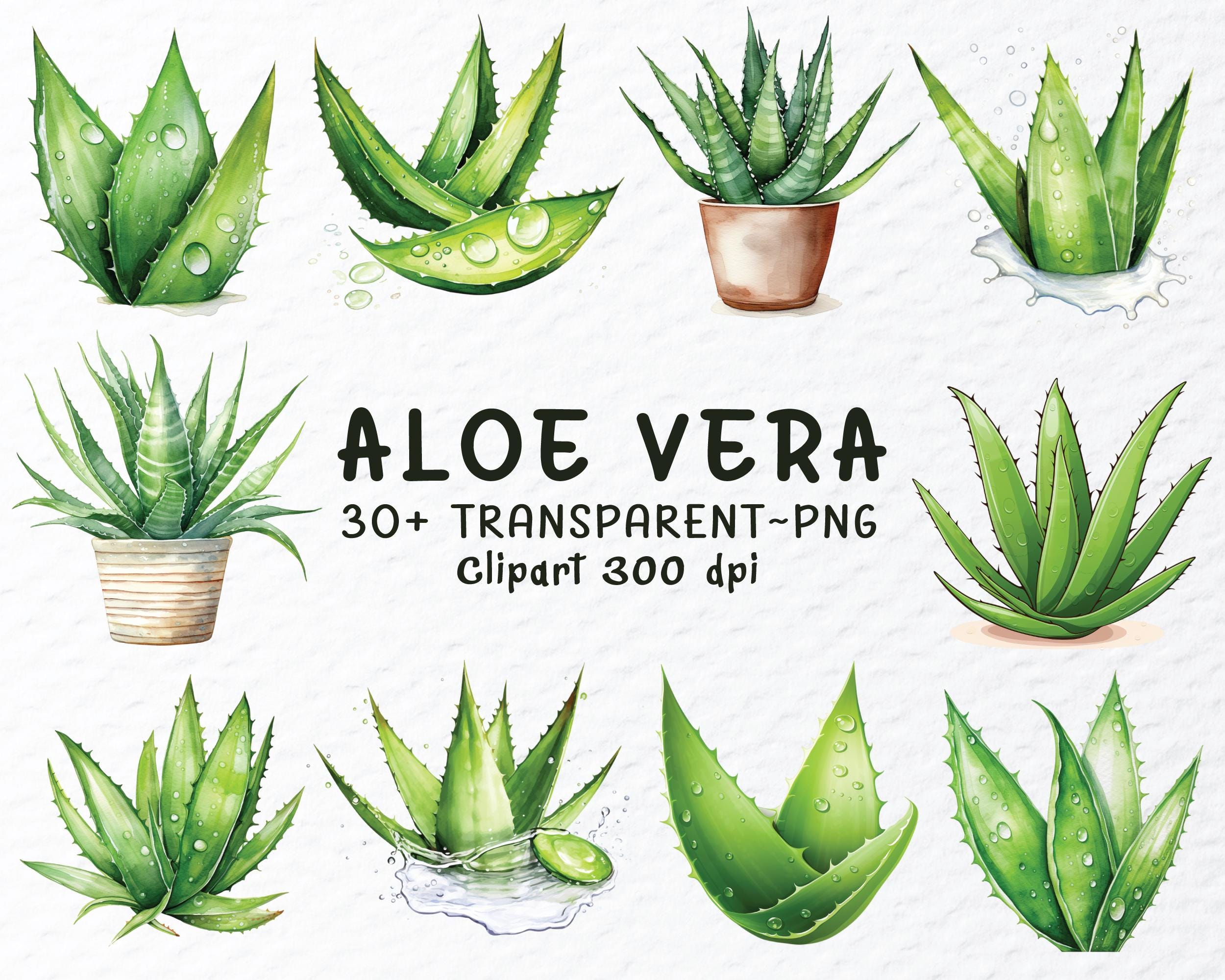 aloe vera pflanzerde Aloe Vera „Alfonso“ – Aloe-Vera-Pflanze in Gärtnerqualität kaufen main image 1