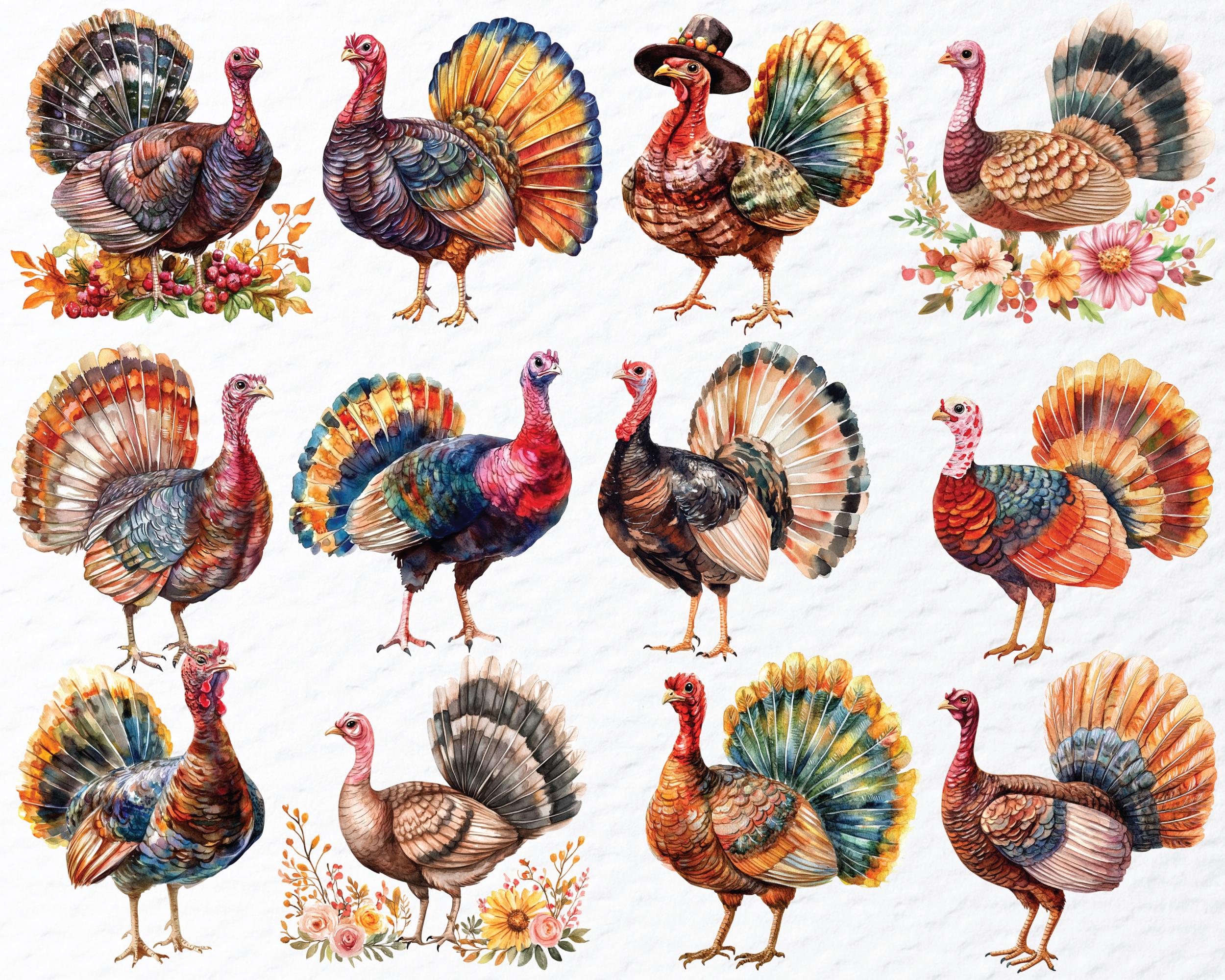 Watercolor Turkey Clipart Set: Thanksgiving Autumn PNG (digital ...