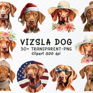 Vizsla Hund Png Clipart Bundle | Vizsla Aufkleber Png-Dateien, Vizsla Hunde Png Clip Art, Aquarell Vizsla-Welpe, Hunderasse Transparente Png-Dateien