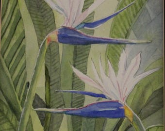 An Original Watercolor painting of a White Bird of Paradise