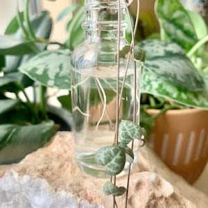 String of Hearts Ceropegia Woodii