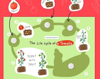 The Life Cycle of a Tomato, Science Worksheet, Homeschool Nature Lesson, Preschool Learning, Montessori Printable