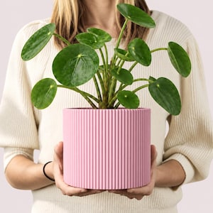 Op de afbeelding: Een Pilea peperomioides plant met ronde, donkergroene bladeren en dunne stengels, geplant in een cilindervormige, lichtroze bloempot met een verticale geribbelde textuur. De plant heeft meerdere bladeren die vanuit het midden van de pot groeien.