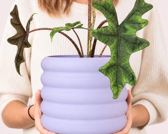 Maceta Donni – maceta redonda para plantas de interior, 13–25 cm