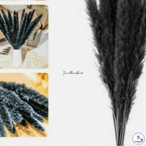 Black Pampas, Fluffy Black Pampas, Tall Black Pampas, Natural