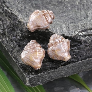 May include: Three small seashells with a pearlescent finish. The shells are a light brown color with a hint of pink. They are arranged on a dark gray stone surface.