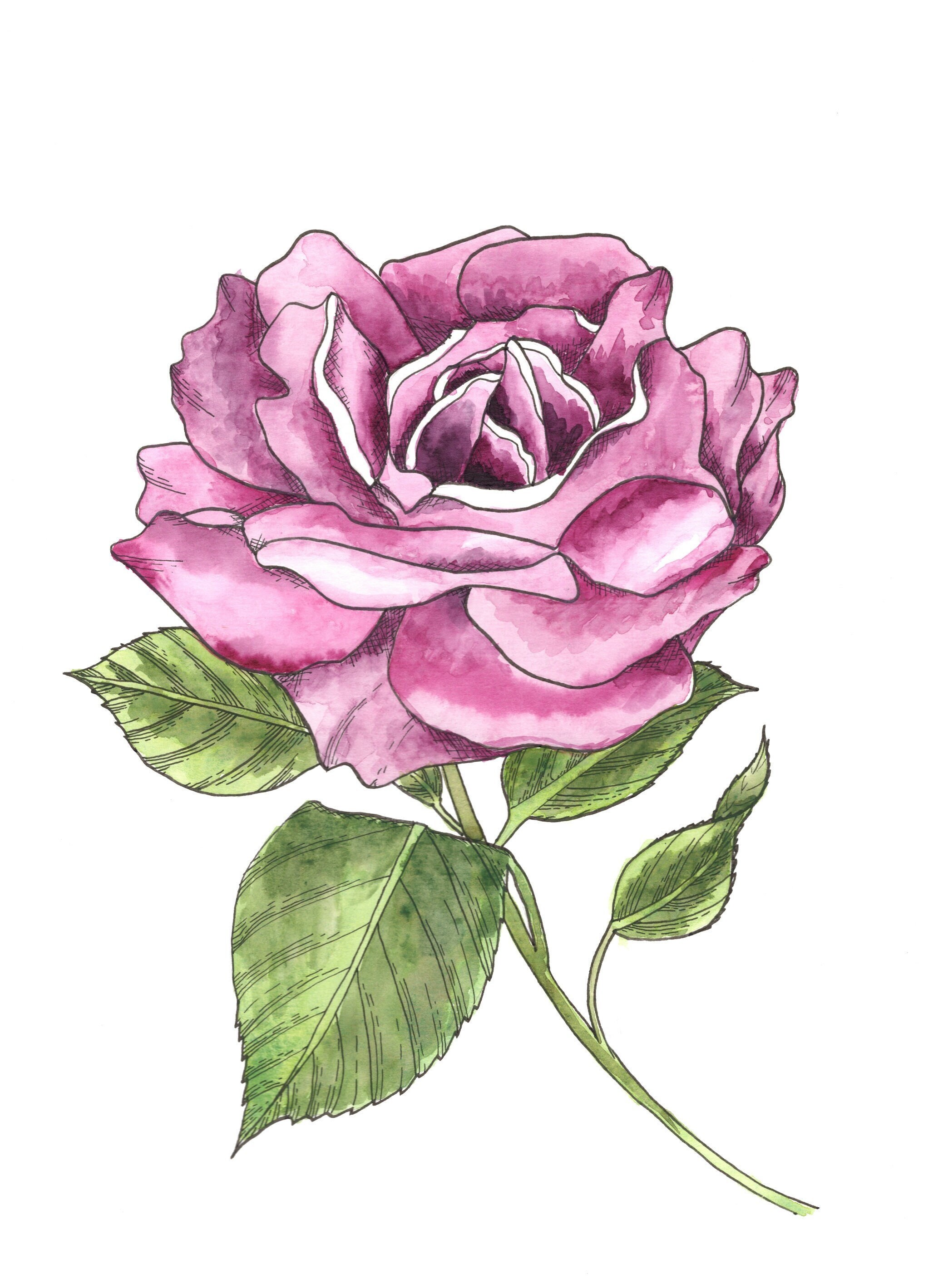 Rose Pen and Ink Watercolor Digital Download - Etsy