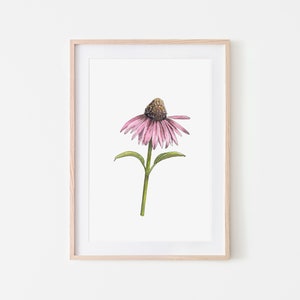 Cone flower pen and ink watercolor digital download