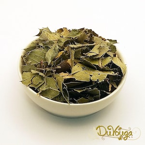 Espinheira Santa Herbal Tea • Maytenus ilicifolia • Congorosa • Cancrosa • Maiteno • Chuchuwasi • Herbalism • Sacred • Herbs of Brazil