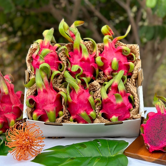 Fresh Red Dragon Fruit