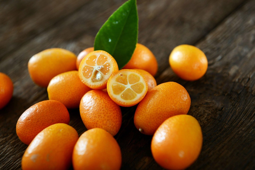 Sample 2LB Fresh Organic Kumquat Fruit Local Grown Etsy
