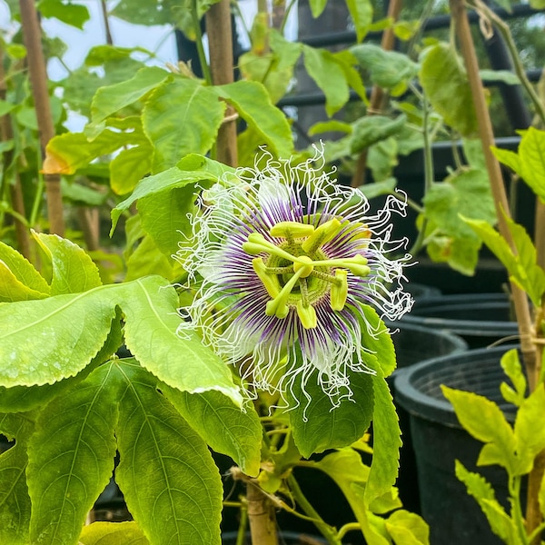 Purple Passion Plant Etsy