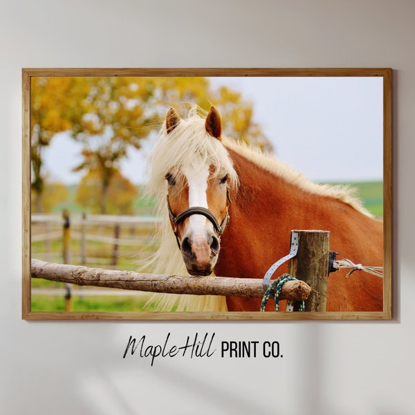 Haflinger Horse Wall Art, Horse Photography, Horse Wall Decor, Farmhouse Decor, Digital Download