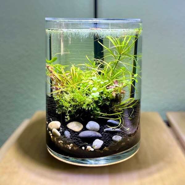 Complete Planted Aquarium Ecosystem: Vase, Planted Wabi Kusa, Soil, Rocks, Stand and Light