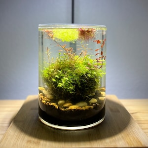 May include: A cylindrical glass terrarium with aquatic plants, small stones, and dark soil. The terrarium sits on a wooden tray, illuminated by a black LED lamp. The plants include green moss and red-brown aquatic plants.