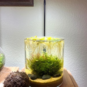 DIY Terrarium Starter Kit | Aquarium Planting Balls for Live Plants | Carnivorous Plant Wabi Kusa