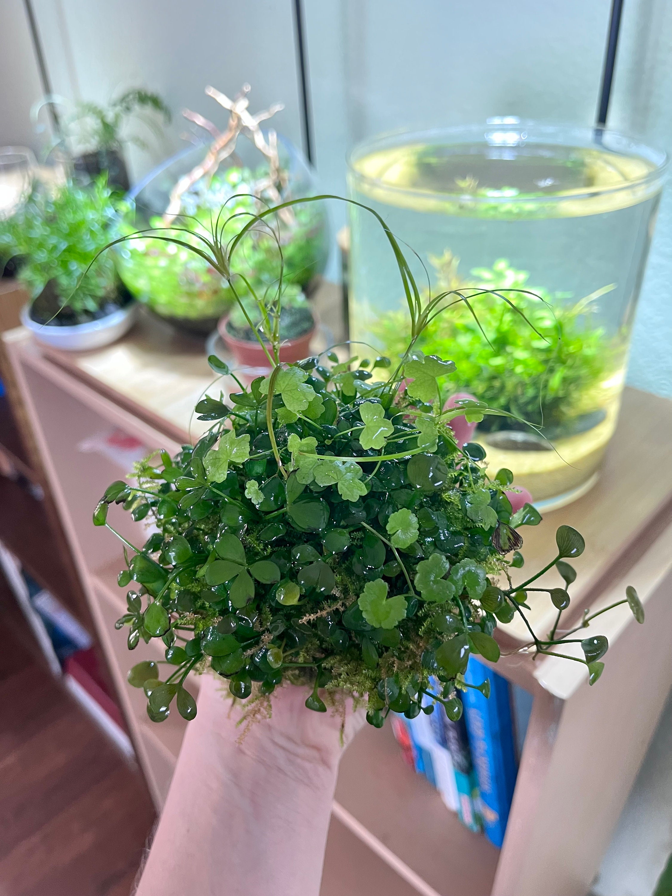DIY Terrarium Starter Kit | Aquarium Planting Balls for Live