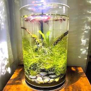 May include: A cylindrical glass aquarium filled with water, featuring a substrate of dark soil and smooth gray pebbles at the base. Inside, vibrant green aquatic plants grow alongside dark driftwood branches, with floating red-rooted plants at the top.