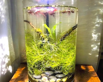 May include: A cylindrical glass aquarium filled with water, featuring a substrate of dark soil and smooth gray pebbles at the base. Inside, vibrant green aquatic plants grow alongside dark driftwood branches, with floating red-rooted plants at the top.