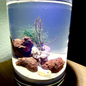 May include: A cylindrical glass aquarium filled with water, featuring a white sand substrate, three porous reddish-brown volcanic rocks, a cluster of white barnacle shells, and a thin, dark, branching aquatic plant structure.