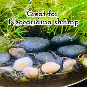 Planted Aquarium Kit for Shrimp, Snails | 2-3 Gallon Filterless Self-Sustaining Terrarium | Beginner Friendly