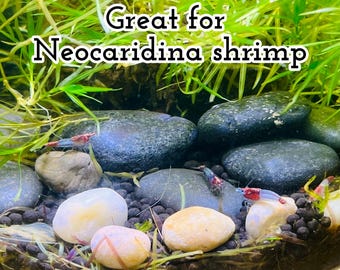 Planted Aquarium Kit for Shrimp, Snails | 2-3 Gallon Filterless Self-Sustaining Terrarium | Beginner Friendly